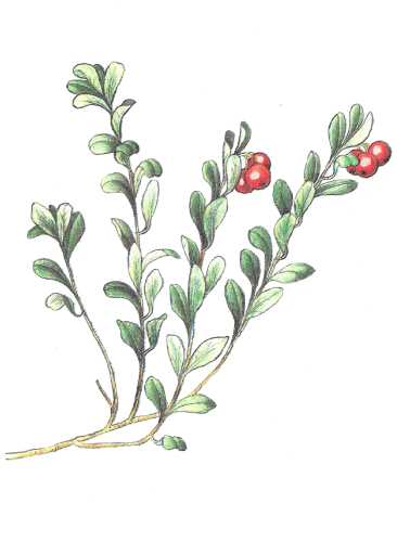 Medvědice lékařská